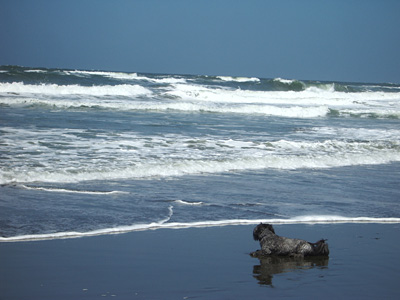 An old dog and the sea